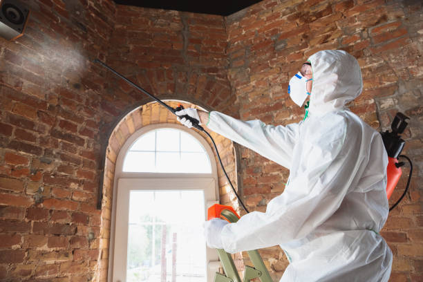 Trusted Nogales, AZ Mold Removal & Remediation Experts